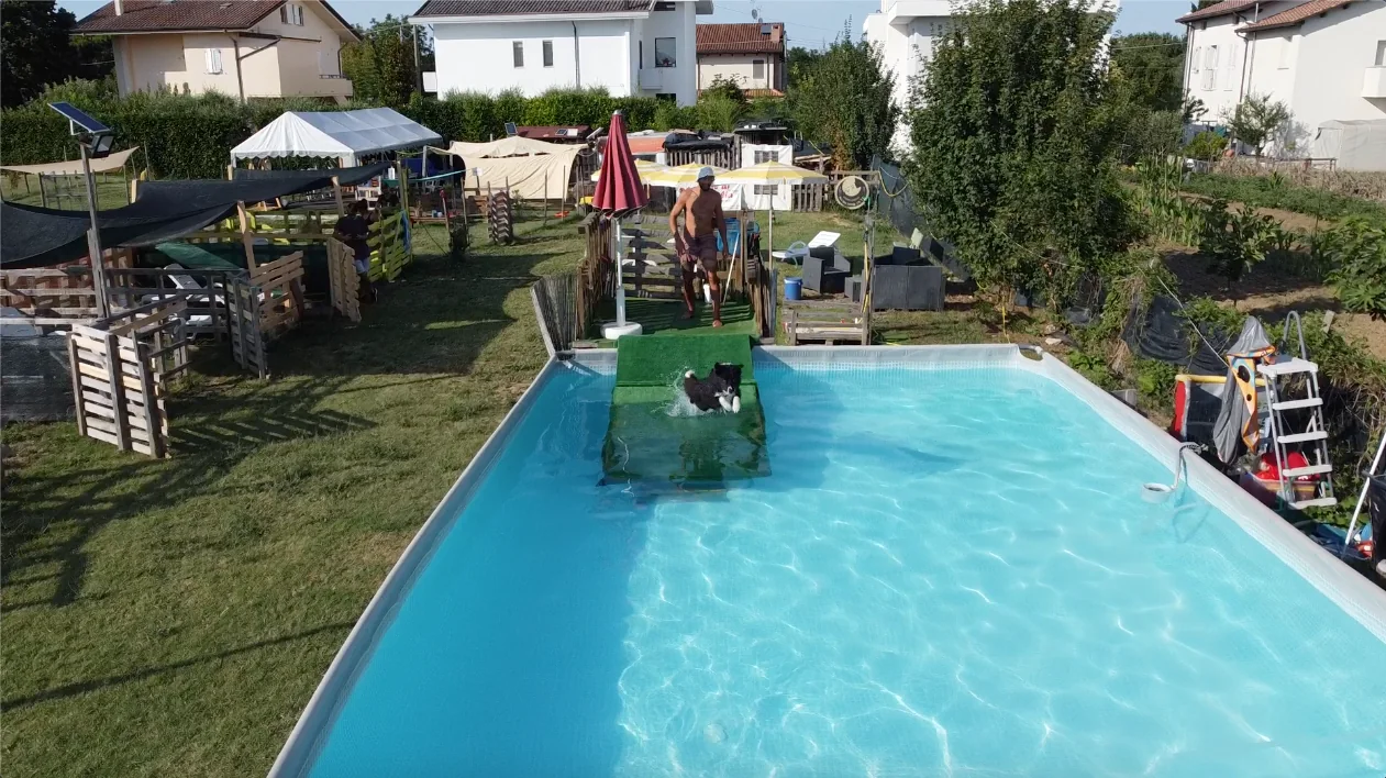 Cane durante un'attività di acquaticità nella piscina del Centro Cinofilo a Cattolica