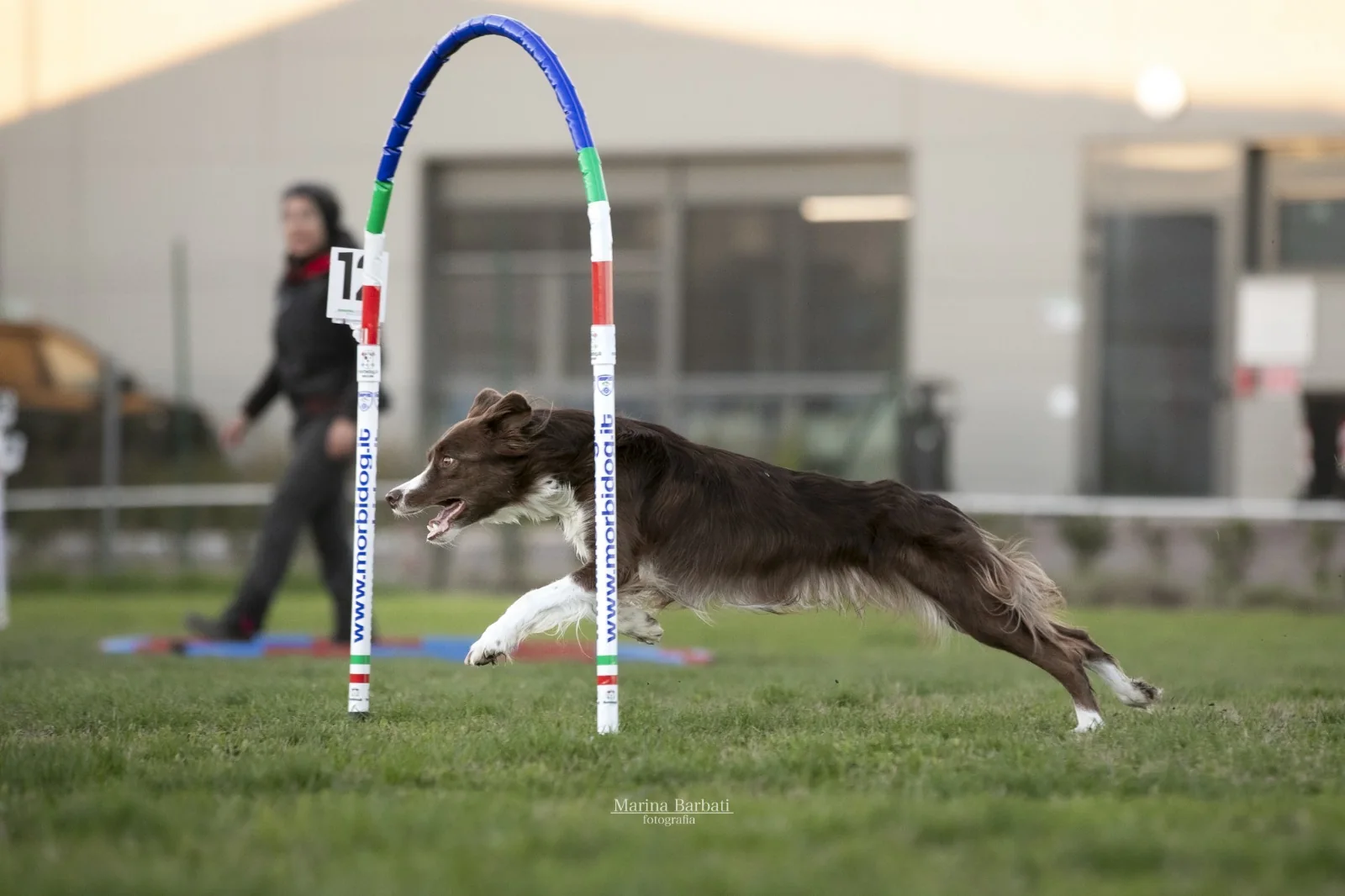 Salto durante attività di Agility Dog