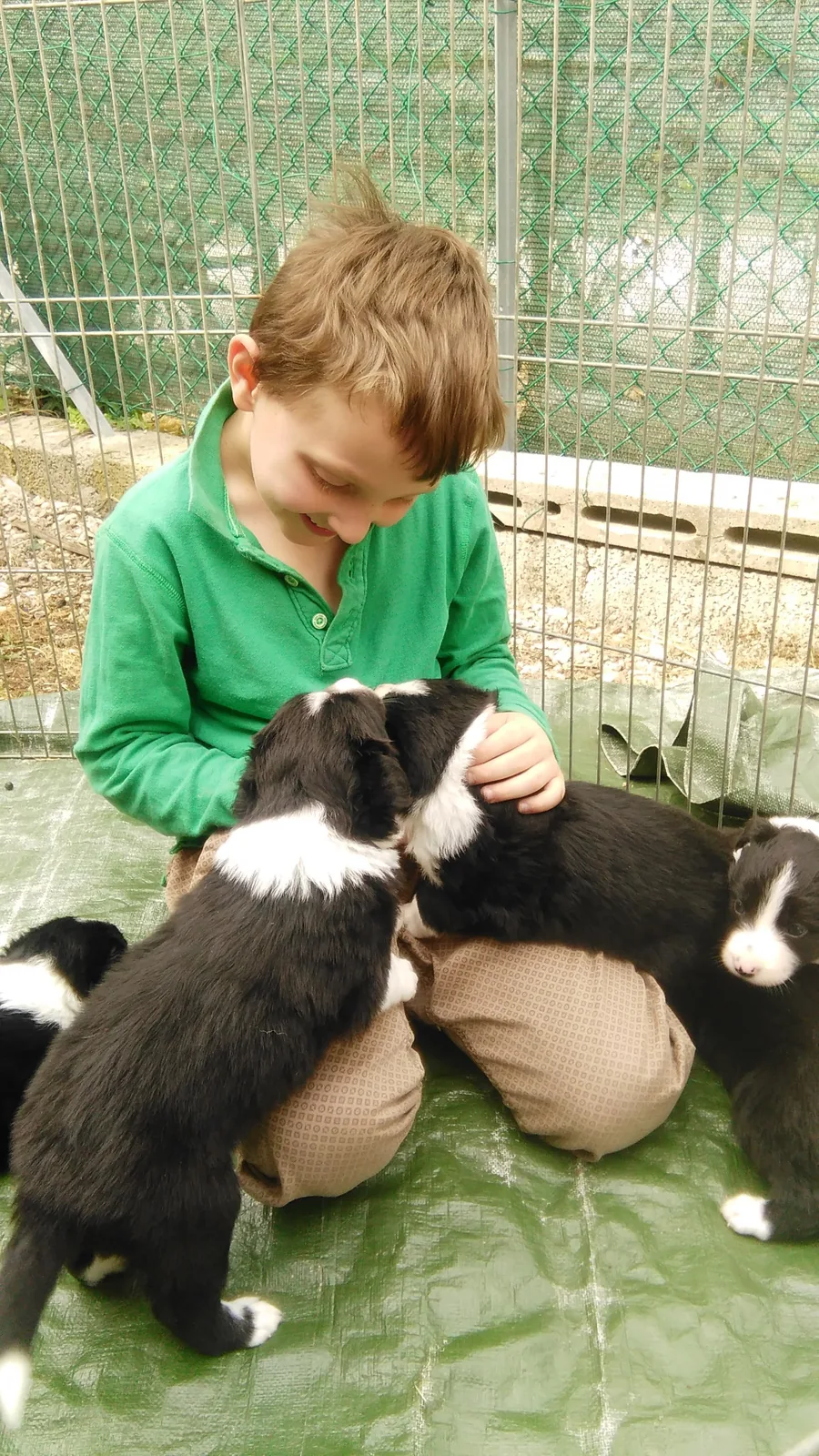 Cuccioli durante esperienze di socializzazione