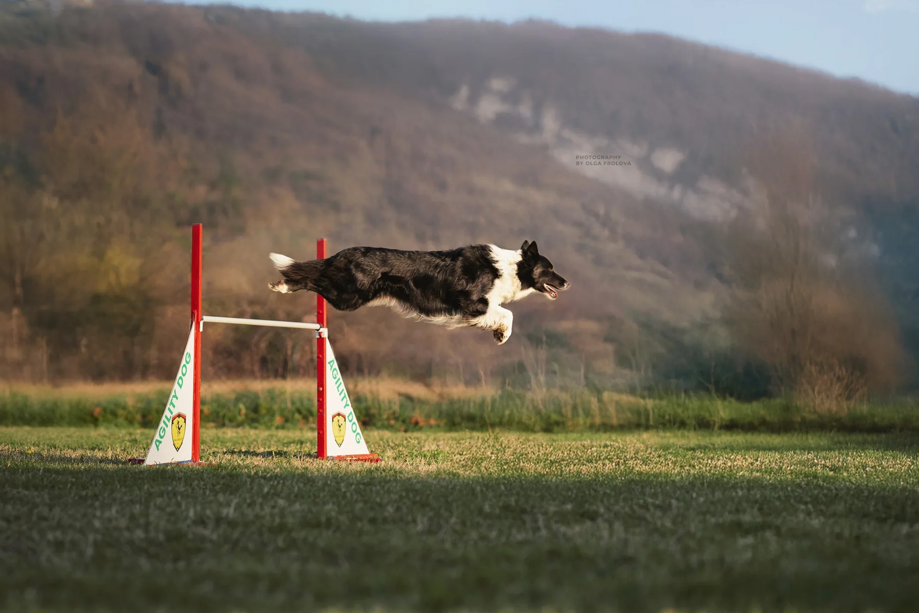 Sport cinofili e Agility Dog a Cattolica