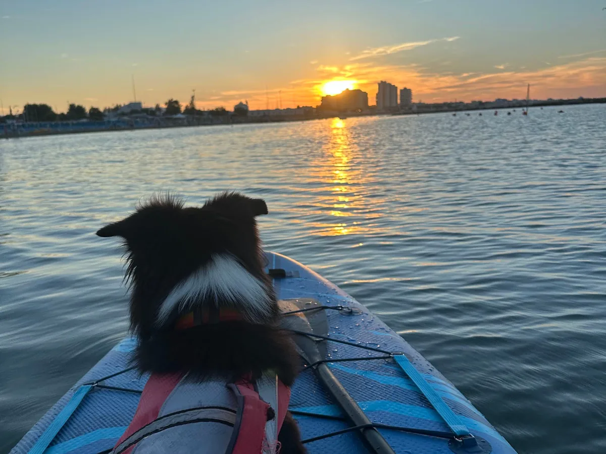 SUP Dog in mare a Cattolica con cane sulla tavola
