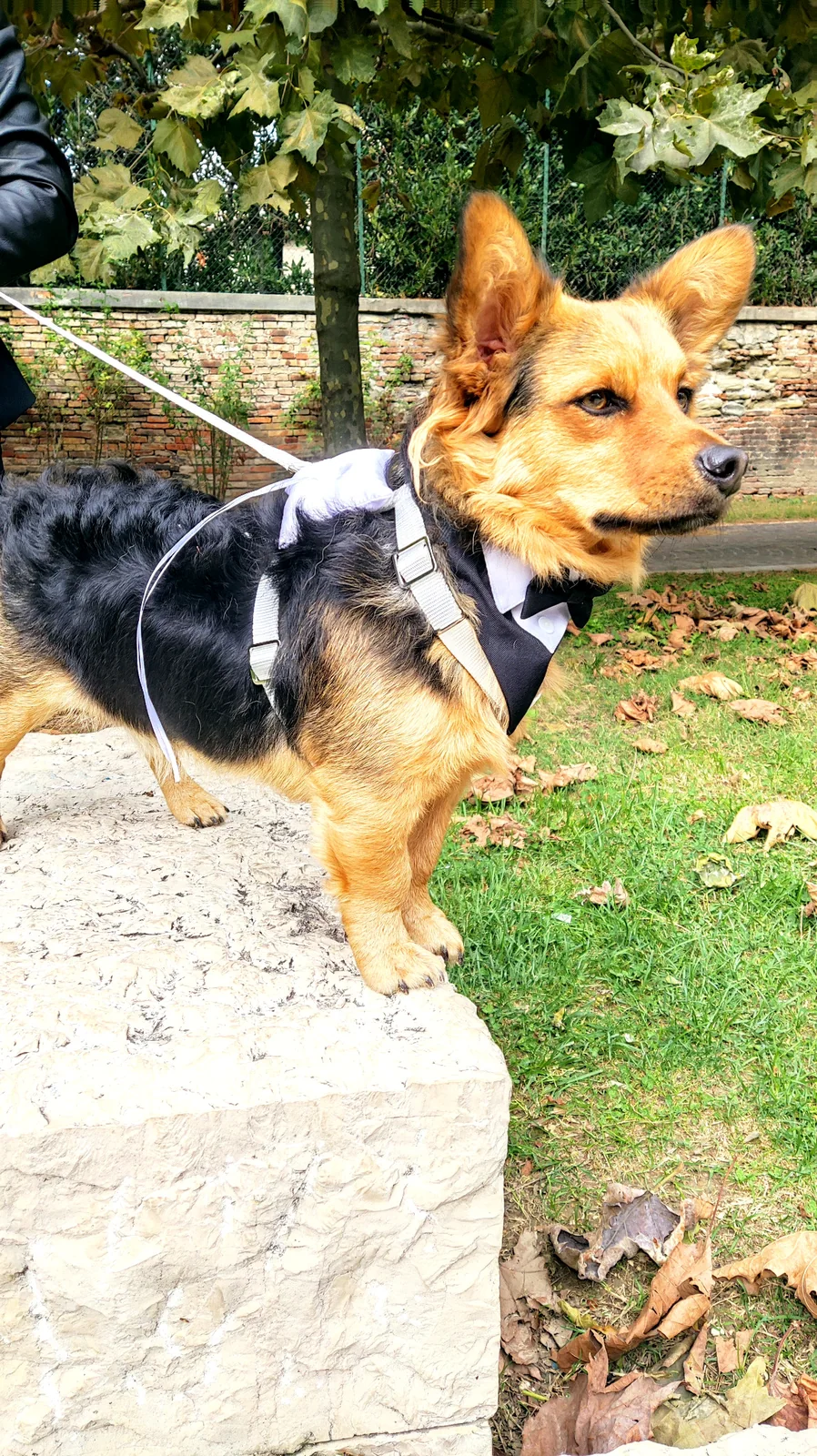 Cane presente alla cerimonia del matrimonio