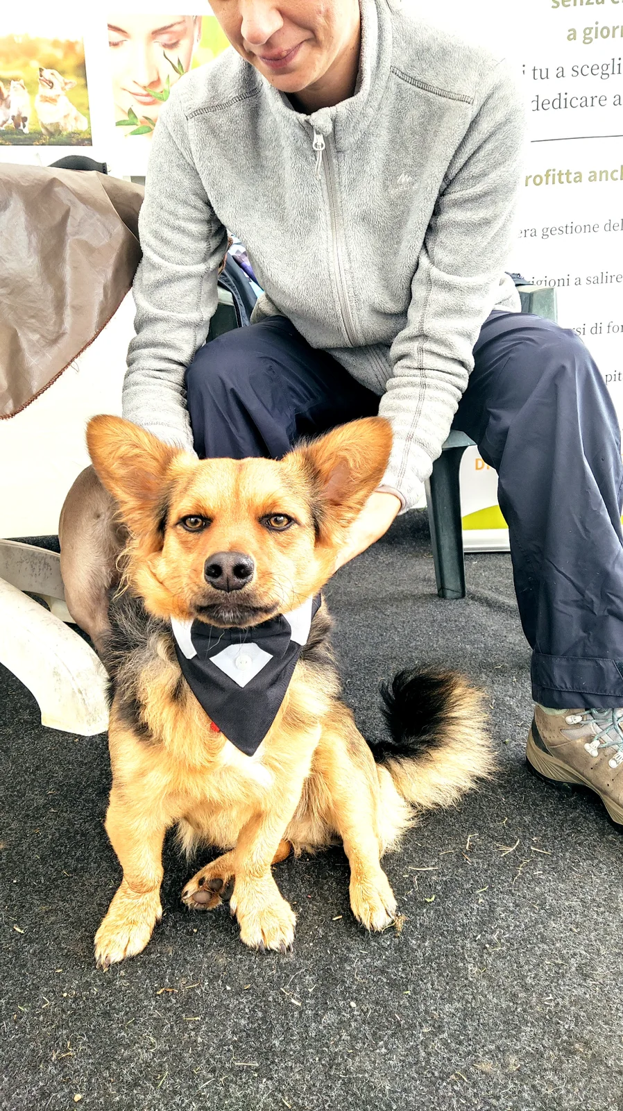 Preparazione del cane per il servizio Wedding Dog