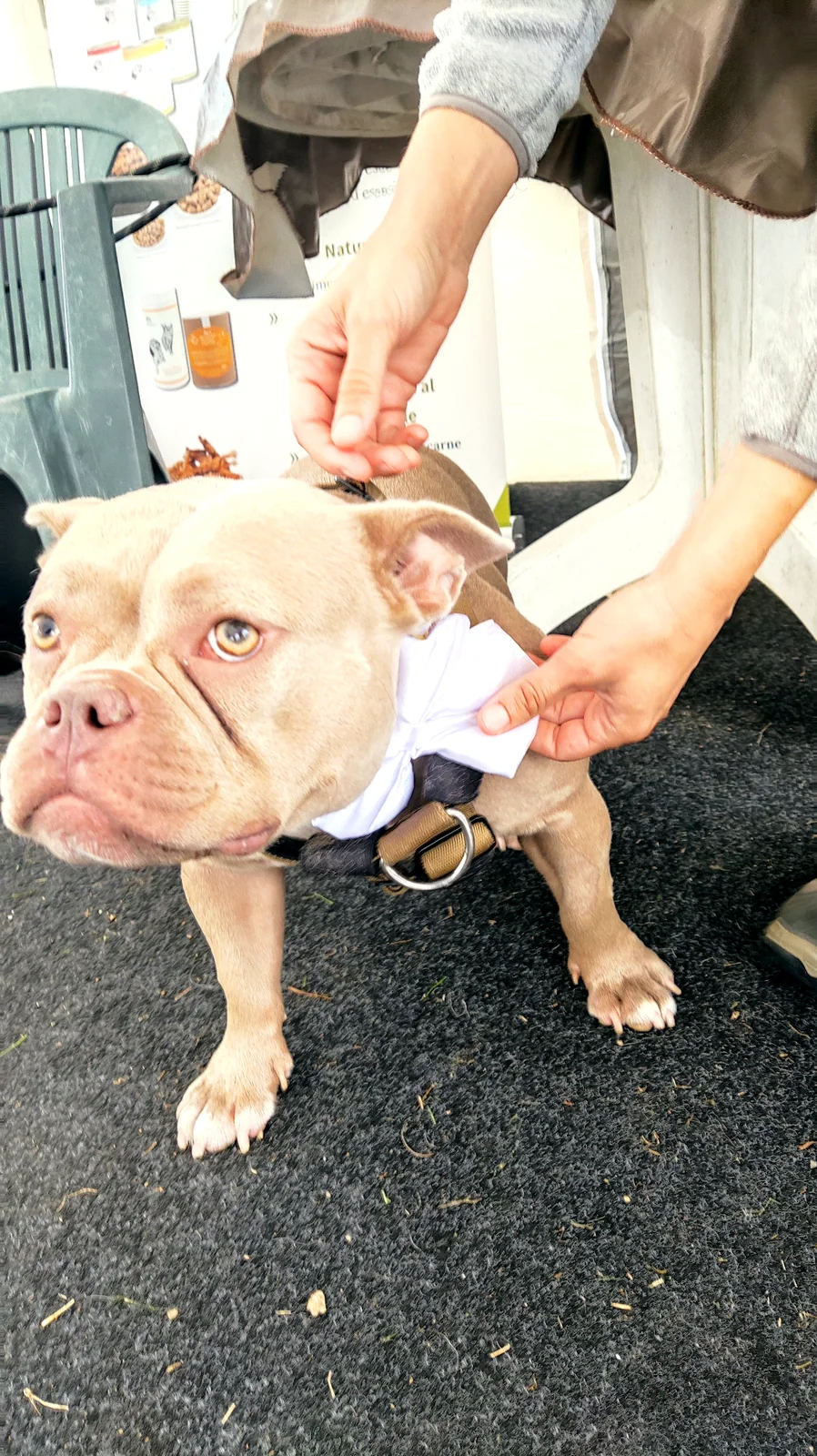 Prova della vestizione del cane prima del matrimonio